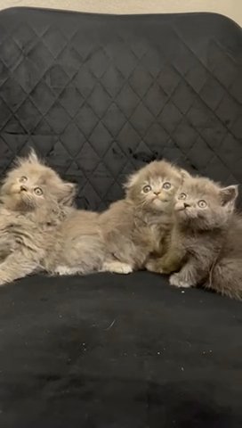 Scottish Kittens in Sharjah