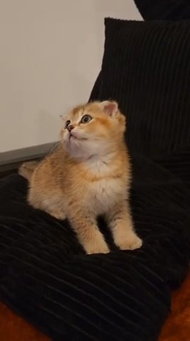 Scottish Fold Female Ny25 in Abu Dhabi