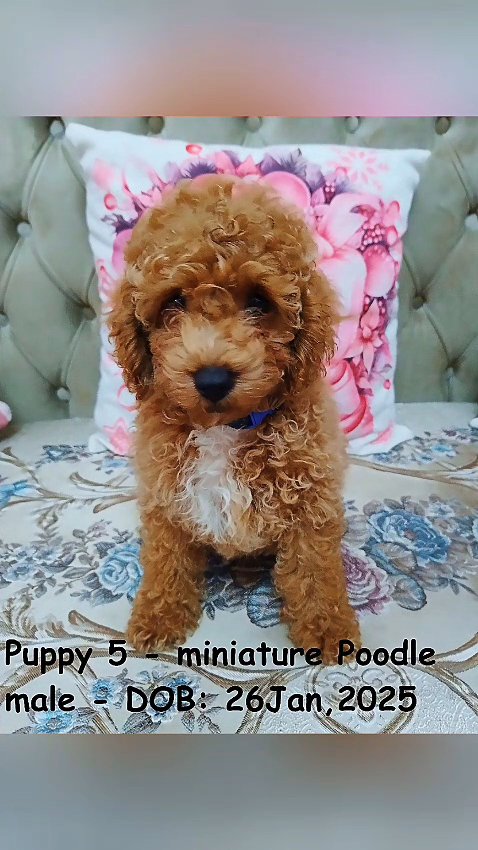 Poodle in Sharjah